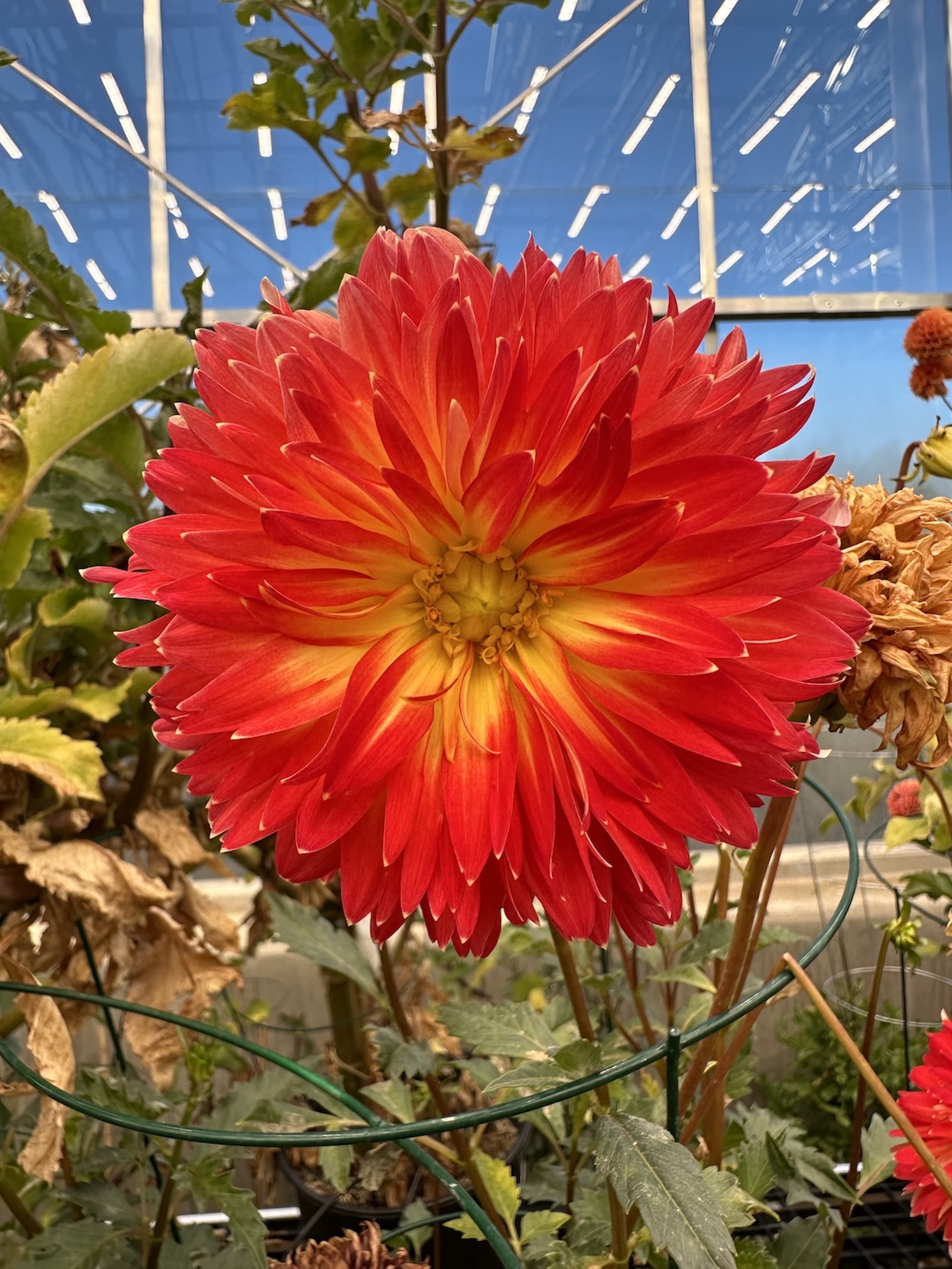 A red and yellow dahlia flower 