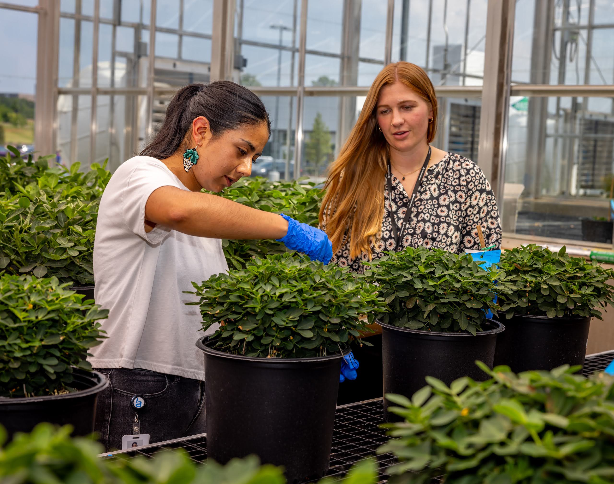 Two women in a greenhouse with peanut plants
