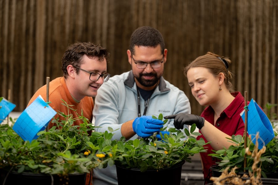 Three scientists looking at a peanut plant 