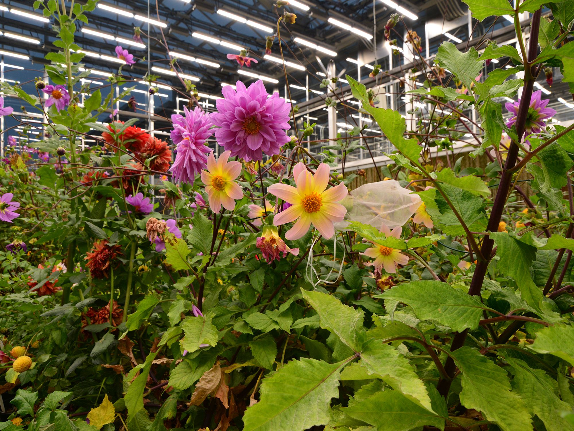 Purple, yellow, and orange dahlia flowers growing in a greenhouse