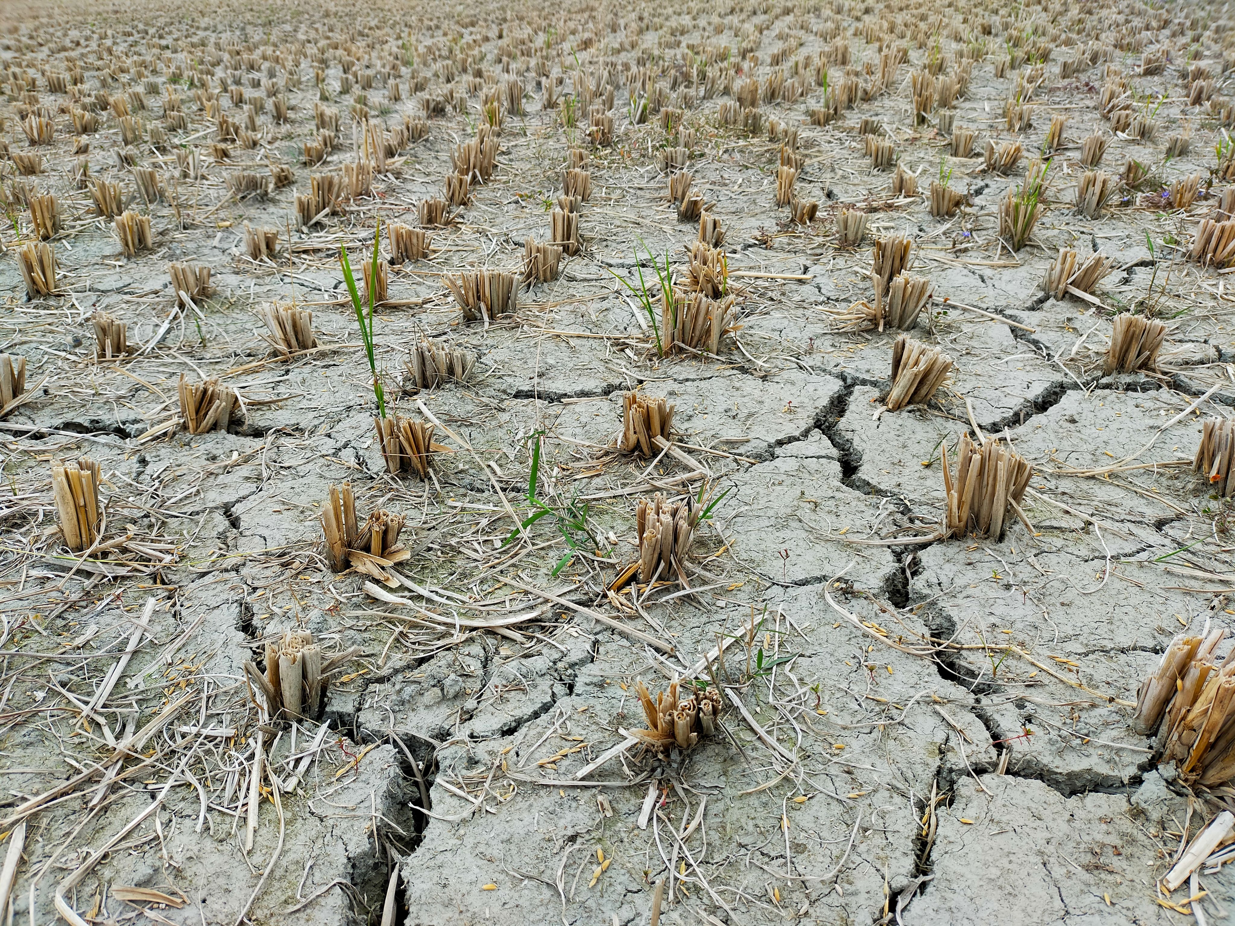 a large field of dead plants in the middle of the day
