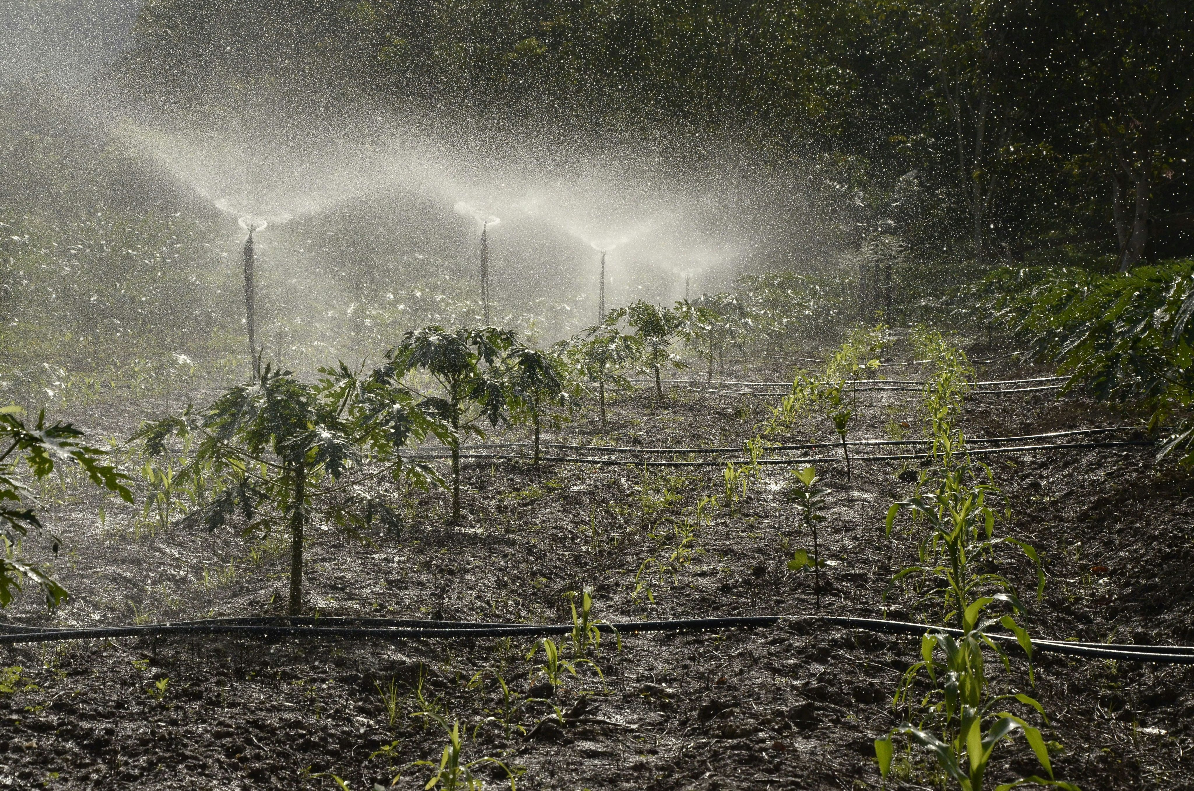 garden sprinkler turned on