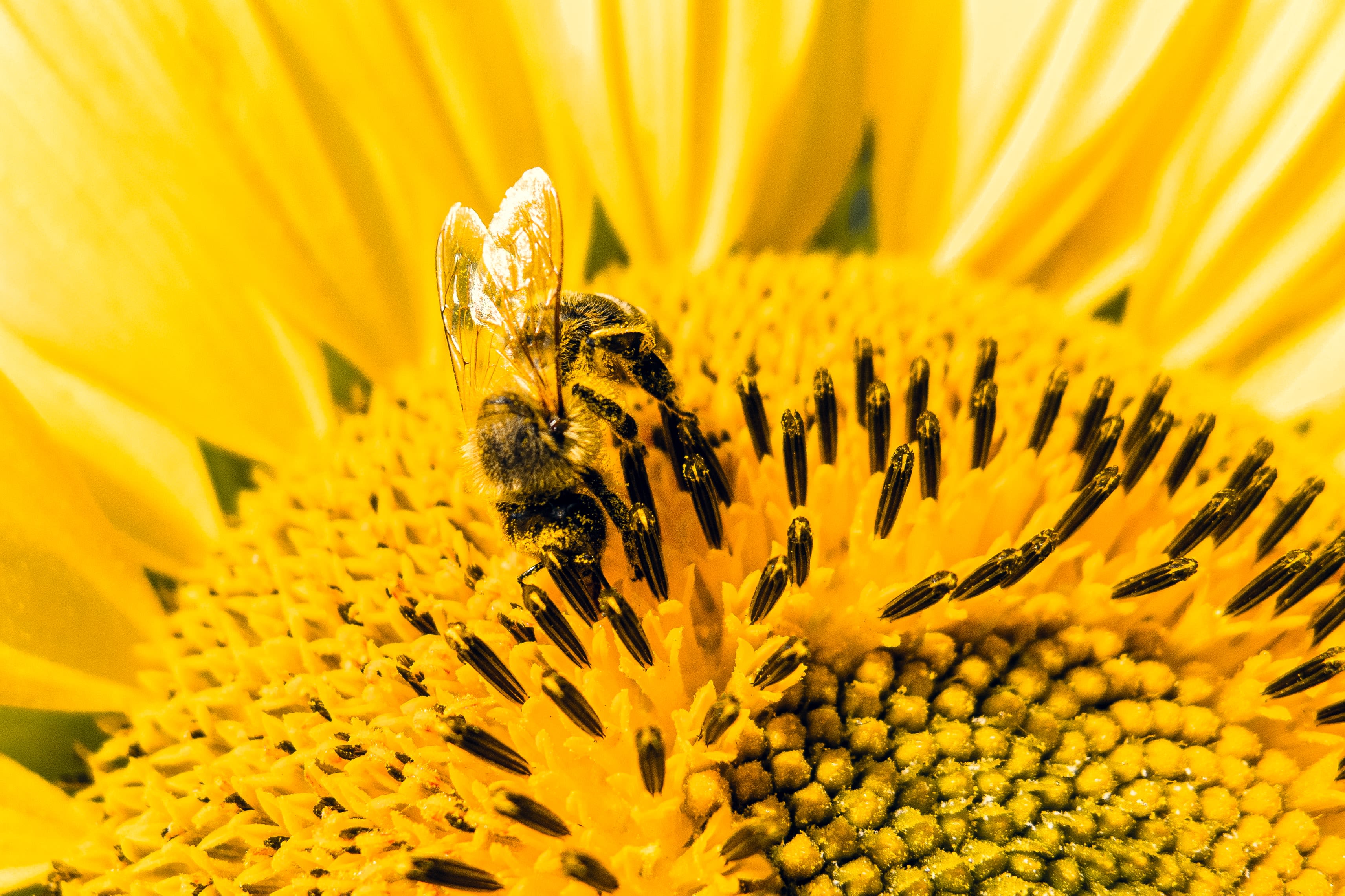 a bee on a yellow flower