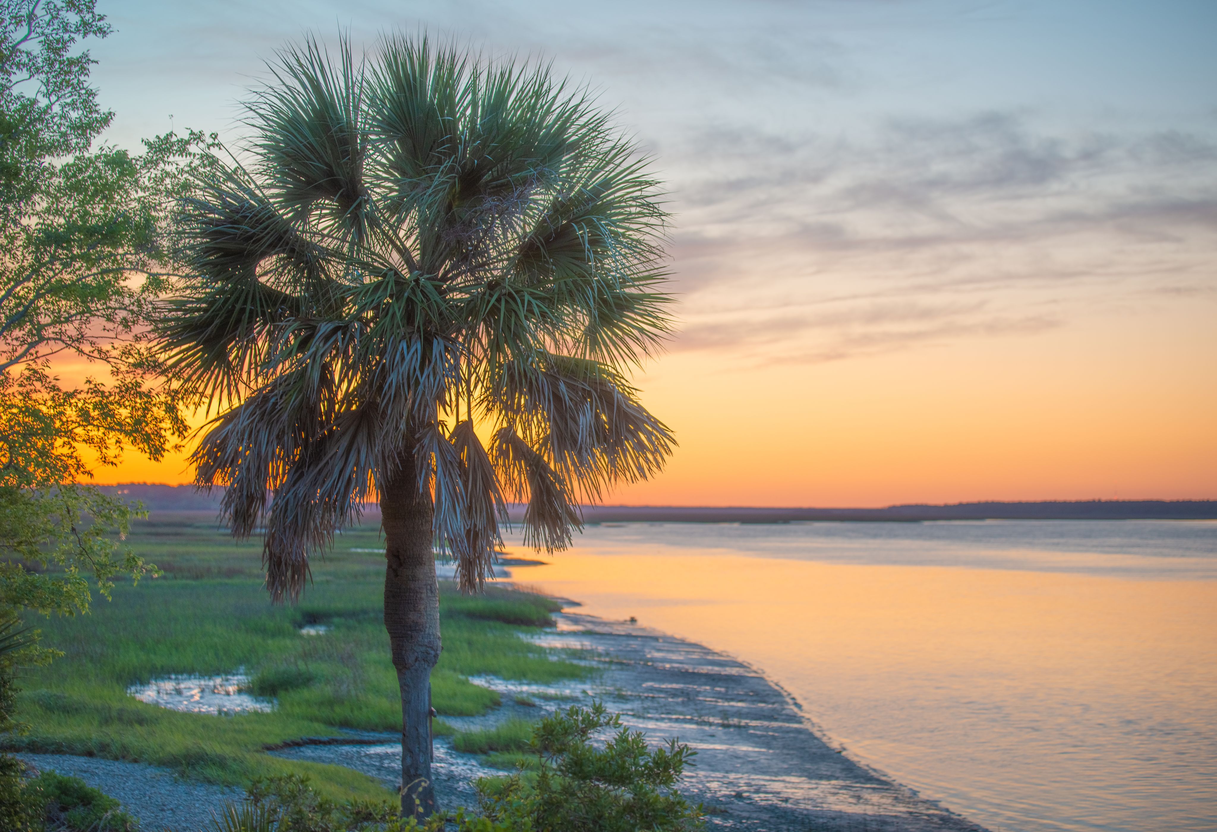 A picture of a Sabal Palmetto on the coast at sunset.