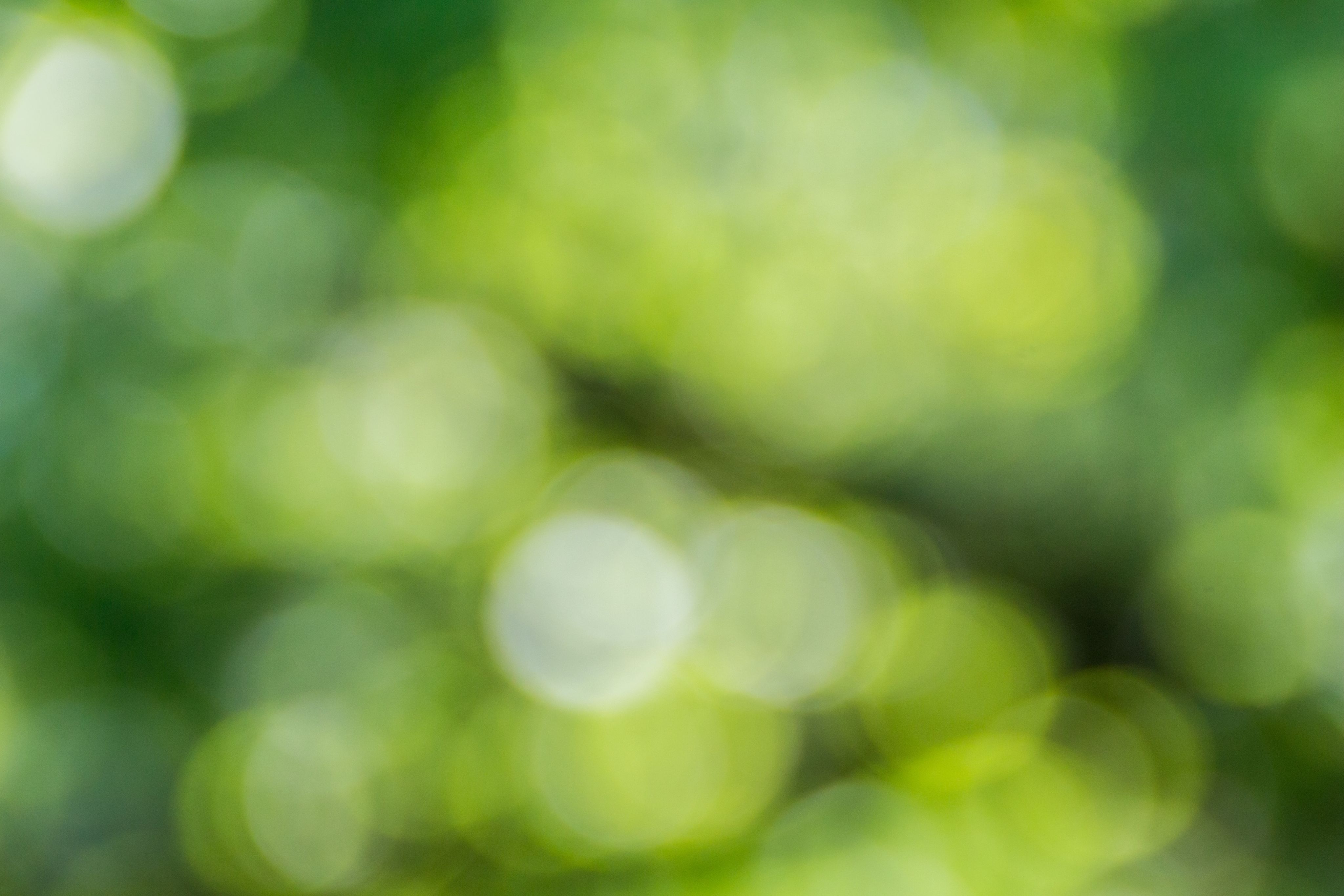 Abstract, out of focus greenery with a bokeh effect.