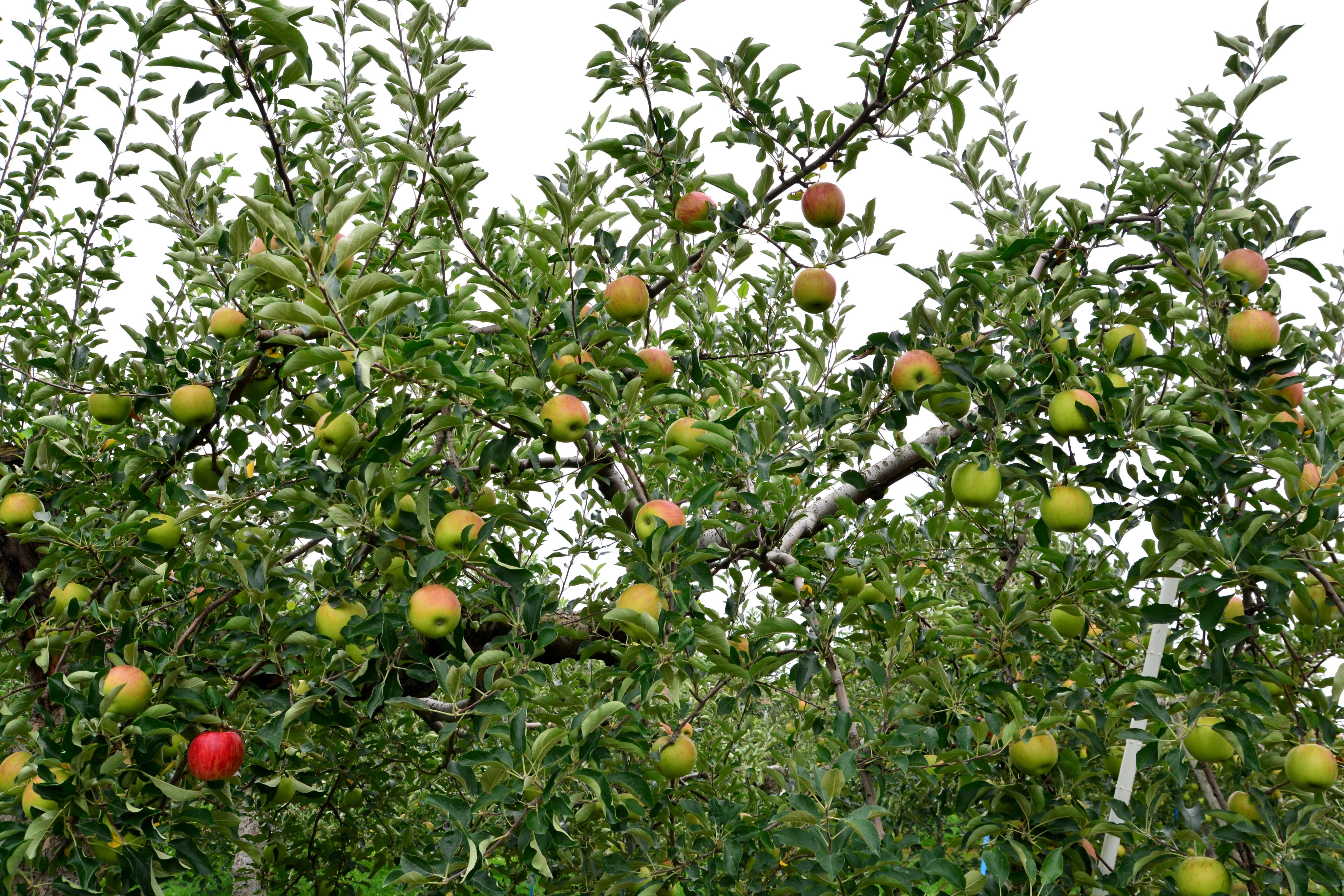 A picture of Cosmic Crisp Apples on a tree.