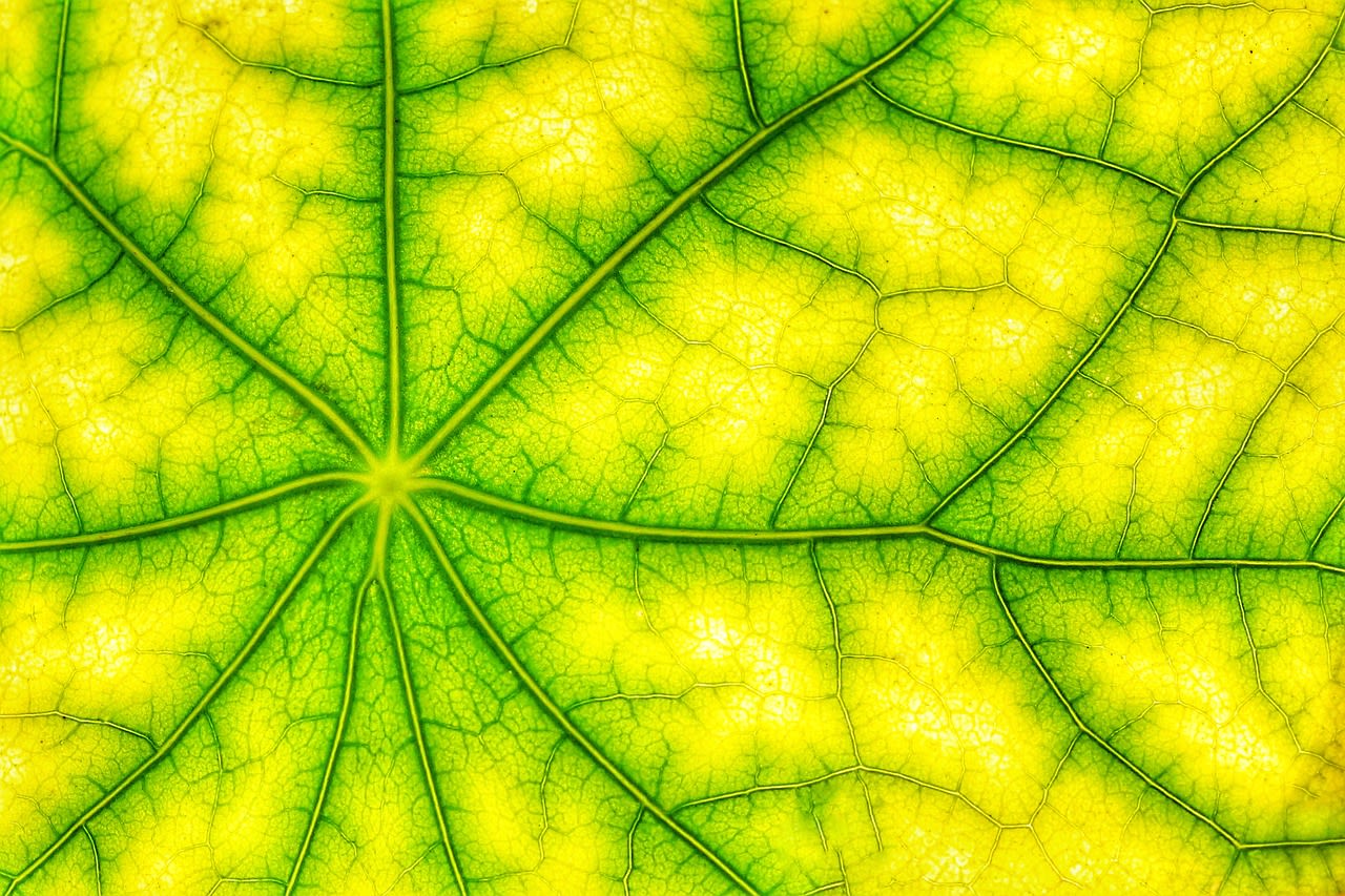 a close up of a green leaf